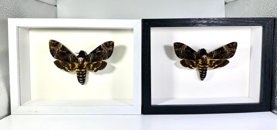 Framed Death’s Head moth Acherontia lachesis moth home decor Indonesia