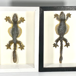 Framed gray Ptychozoon kuhli flying gecko home decor Indonesia