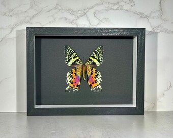 Framed green orange Chrysiridia rhipheus sunset moth butterfly home decor Madagascar