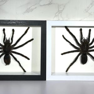 Framed brown Haplopelma minax tarantula home decor Indonesia