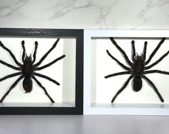 ジャワアースタイガータランチュラ（Selenocosmia javanensis）クモ