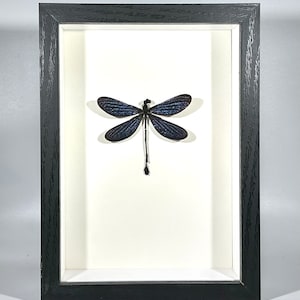 Decorazioni per la casa con libellula Vestalis melania blu nera incorniciata Indonesia