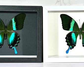 Mariposa Papilio blumei verde enmarcada para decoración del hogar (Indonesia)