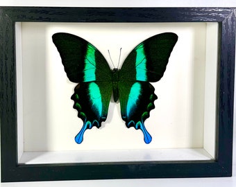 Framed green Papilio blumei butterfly home decor Indonesia