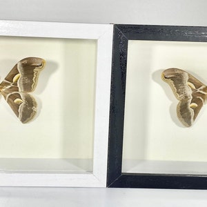 Framed brown Samia cynthia moth home decor North America