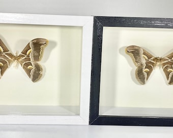 Framed brown Samia cynthia moth home decor North America