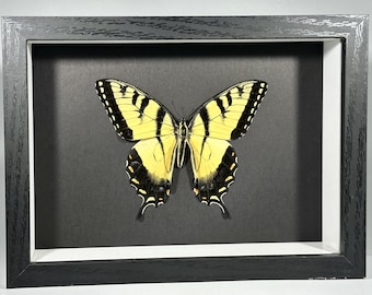 Real Framed yellow Papilio glaucus butterfly home decor North America