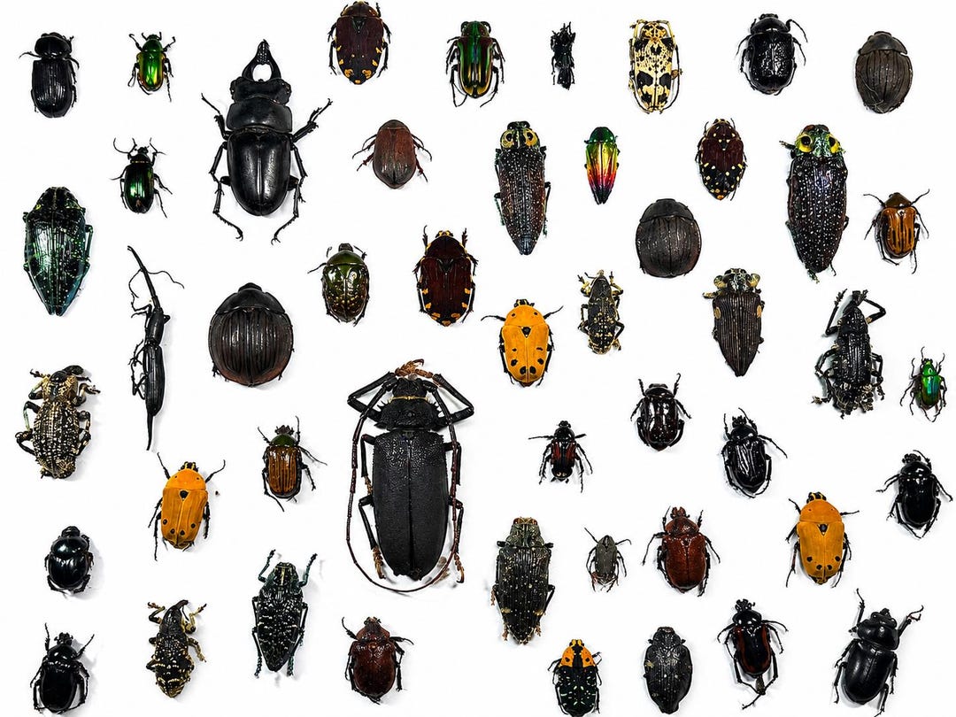 Tropical Inectes Assorted Tropical Insect Lot Taxidermy - Etsy