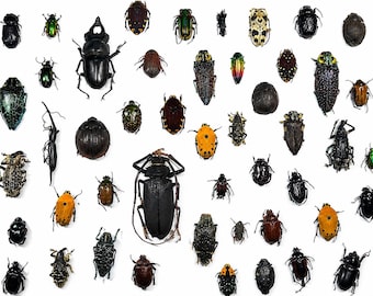 Lote variado de insectos tropicales disecados