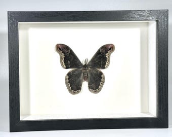Framed brown Callosamia promethea moth home decor North America