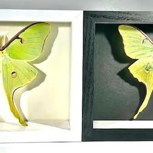 Framed green Actias luna moon moth home decor wall art North America