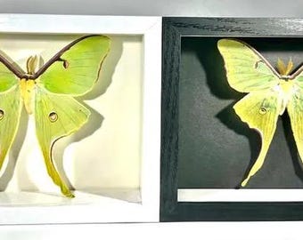 Framed green Actias luna moon moth home decor wall art North America