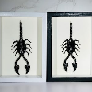 Framed Heterometrus cyaneus scorpion home decor Indonesia