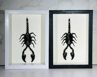 Framed Heterometrus cyaneus scorpion home decor Indonesia