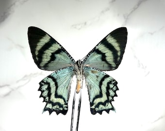 Real blue green Alcides orontes moth home decor Indonesia