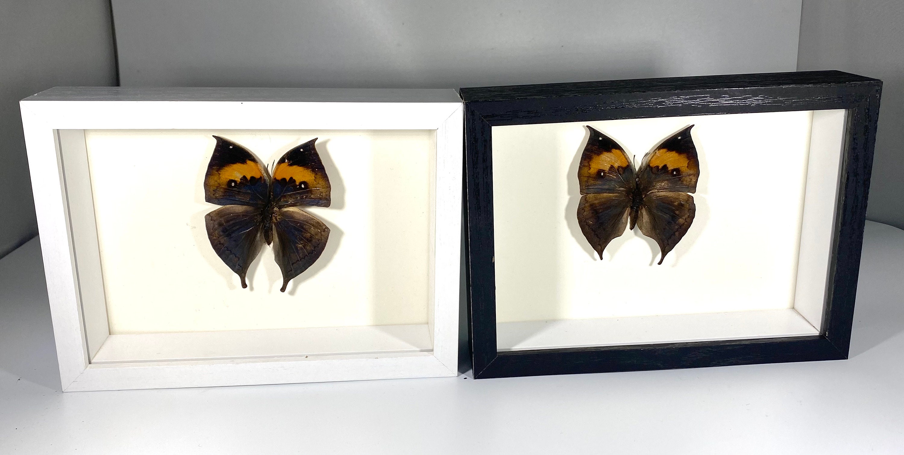 Real Framed Black White Shadow Box Indian Orange Oakleaf Butterfly Kallima inachus insect taxidermyHome Decor