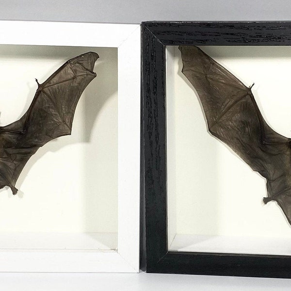 Framed brown bat Miniopterus Medius home decor Indonesia