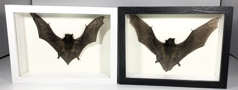 Framed brown Miniopterus Medius bat home decor Indonesia