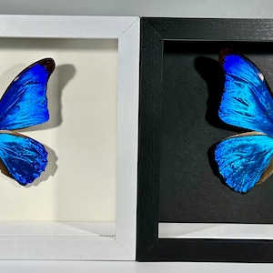 Framed green Morpho rhetenor butterfly home decor Colombia