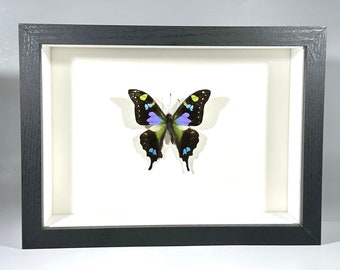 Könnte beinhalten: Ein gerahmtes Schmetterlings-Exemplar mit schwarzen, grünen, blauen und gelben Flügeln. Der Schmetterling ist auf einem weißen Hintergrund montiert und in einem schwarzen Rahmen gerahmt.