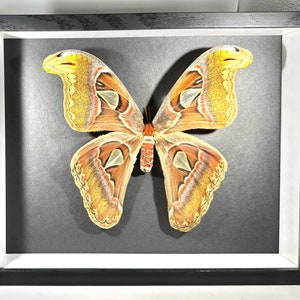 Framed brown Attacus atlas moth home decor Indonesia
