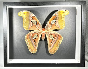 Framed brown Attacus atlas moth home decor Indonesia