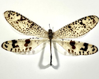 Real Yellow Palpares sp antlion woondecoratie Madagaskar