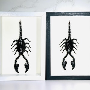 Framed Heterometrus cyaneus scorpion home decor Indonesia