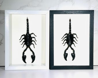 Framed Heterometrus cyaneus scorpion home decor Indonesia