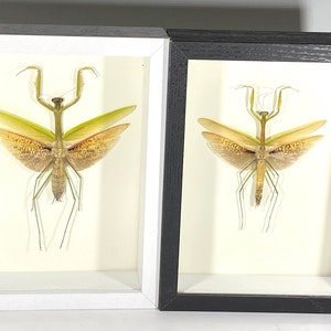 Framed yellow Tenodera sinensis mantis home decor Indonesia