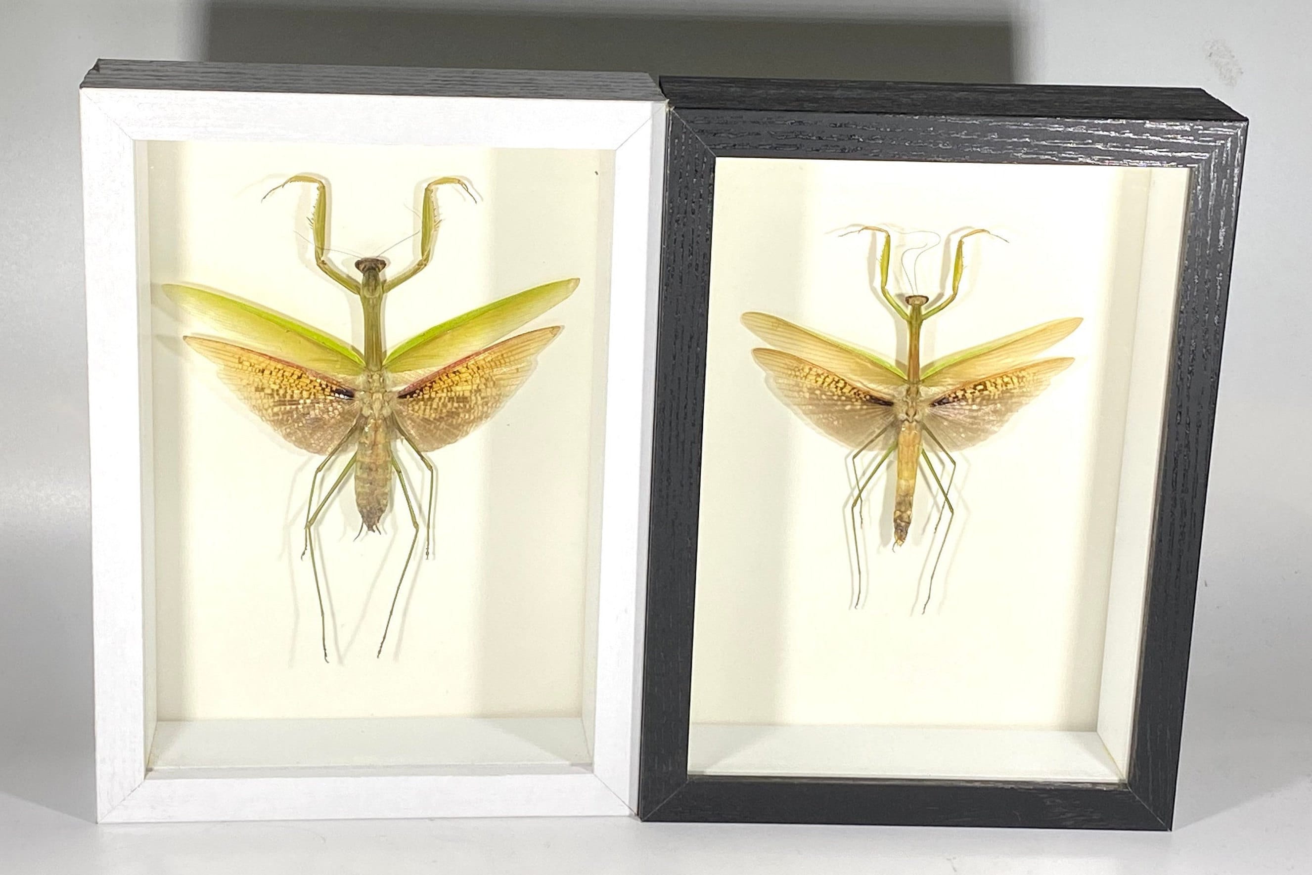 Framed yellow Tenodera sinensis mantis home decor Indonesia