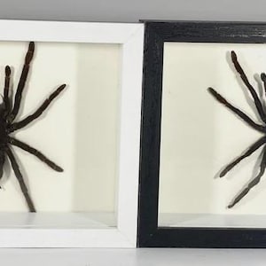 May include: Two framed tarantula specimens. One frame is white, the other is black. Each tarantula is centered on a cream-colored background. The tarantulas are dark brown with multiple legs and a large body.