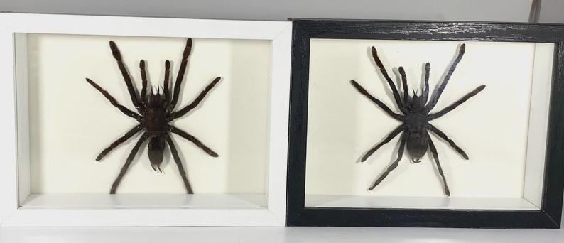 May include: Two framed tarantula specimens. One frame is white, the other is black. Each tarantula is centered on a cream-colored background. The tarantulas are dark brown with multiple legs and a large body.