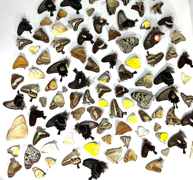 May include: A collection of colorful butterfly specimens, with wings in shades of brown, black, white, yellow, and orange. The butterflies are arranged in a random pattern on a white background.