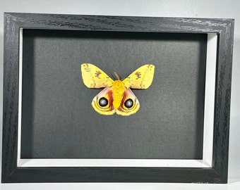 Framed yellow Automeris Io moth home decor North America