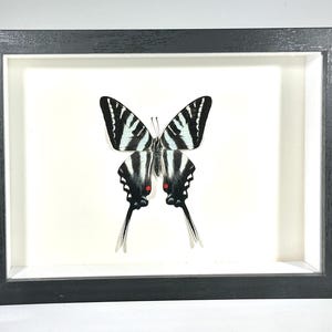 Framed Black White Shadow Box North American Zebra Swallowtail Butterfly Wall art