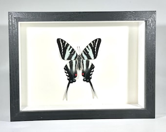 Może przedstawiać: Oprawiony okaz motyla zebry swallowtail w kolorze czarnym, białym i czerwonym.