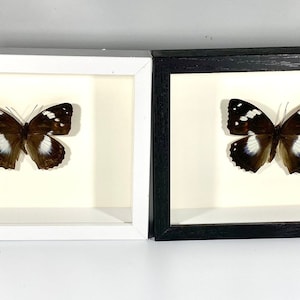 Framed black Mimathyma chevana butterfly home decor China