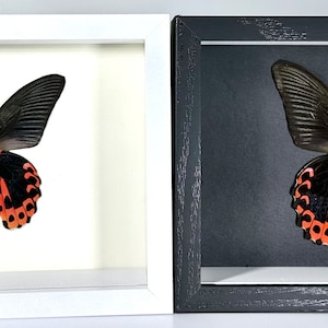 Framed red Papilio rumanzovia butterfly home decor Philippines