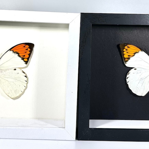 Framed orange Hebomoia glaucippe butterfly home decor Indonesia