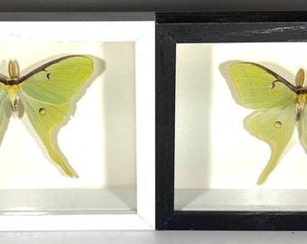 Framed green Actias luna moth home decor North America