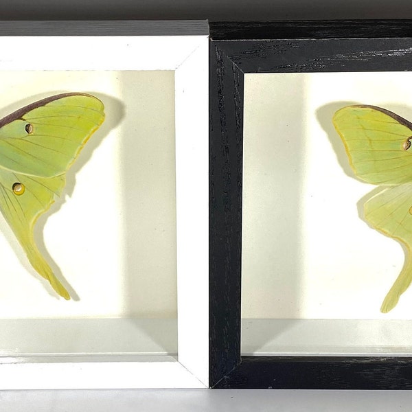 Framed green Actias luna moon moth home decor wall art North America