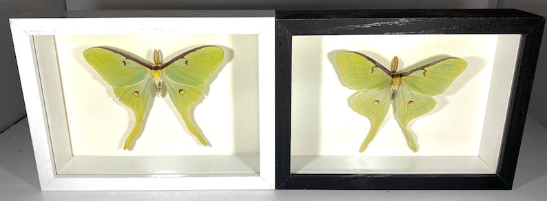 Framed green Actias luna moth home decor North America 