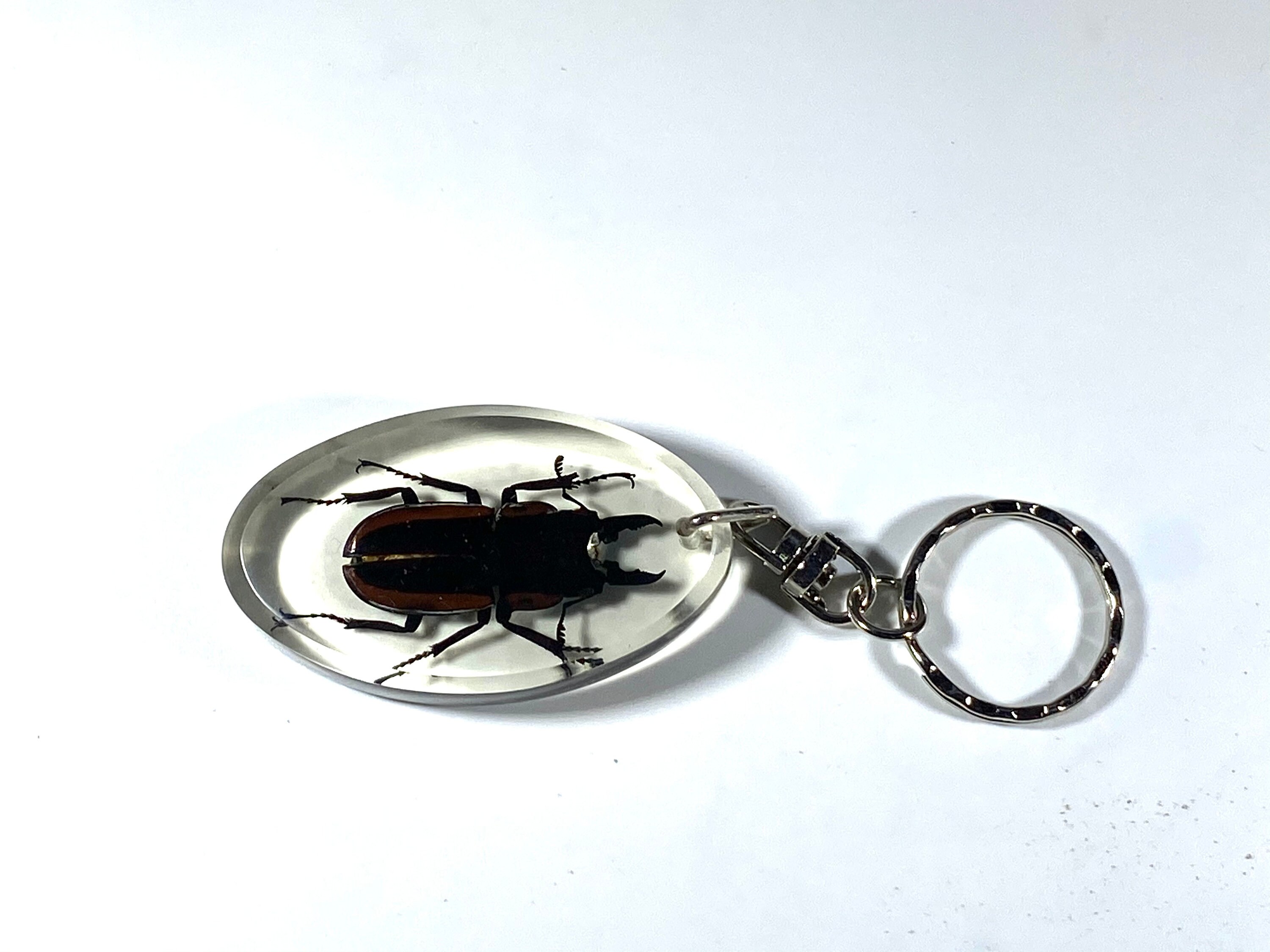 Real Assorted Resin Insect Keychains lot Etsy