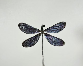 Vestalis melania zwart blauwe libel exemplaar insect taxidermie woondecoratie