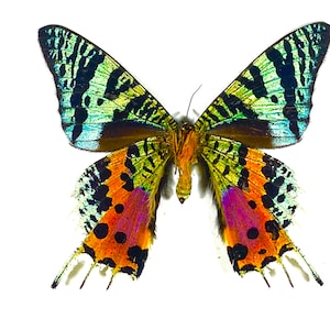 Real green orange Chrysiridia rhipheus sunset moth Madagascar