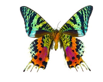 Real green orange Chrysiridia rhipheus sunset moth Madagascar