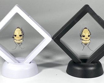 Framed yellow Eucorysses grandis skull beetle home decor Indonesia
