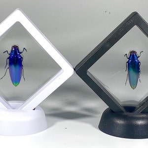 Framed blue Chrysochroa fulminans beetle home decor Indonesia
