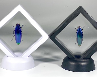 Ingelijst blauw Chrysochroa fulminans kever interieur Indonesië